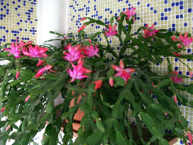 agaclar.net - Yılbaşı Çiçeği (Schlumbergera)