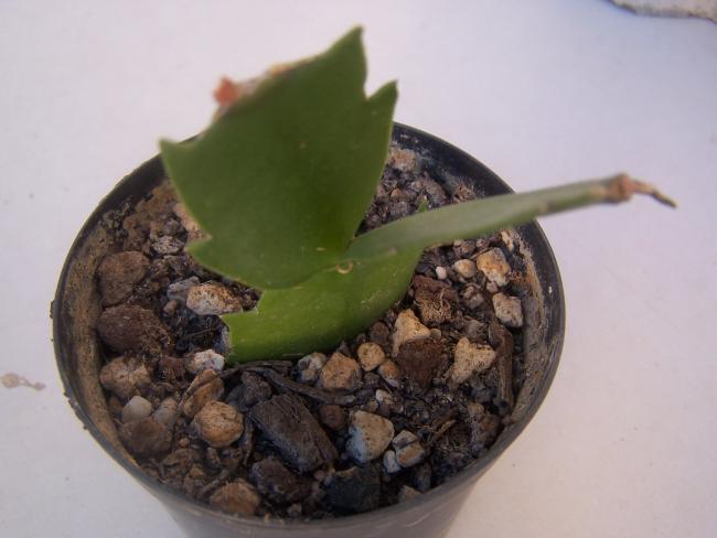 Yılbaşı Çiçeği (Schlumbergera) - Page 38 - agaclar.net