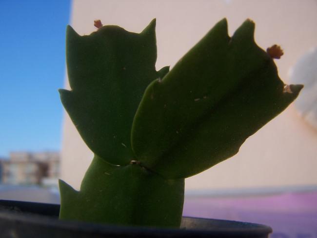 Yılbaşı Çiçeği (Schlumbergera) - Page 38 - agaclar.net