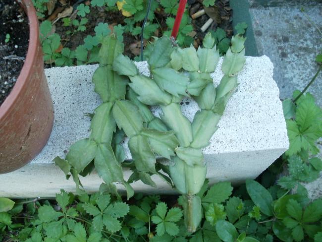 Yılbaşı Çiçeği (Schlumbergera) - Page 39 - agaclar.net