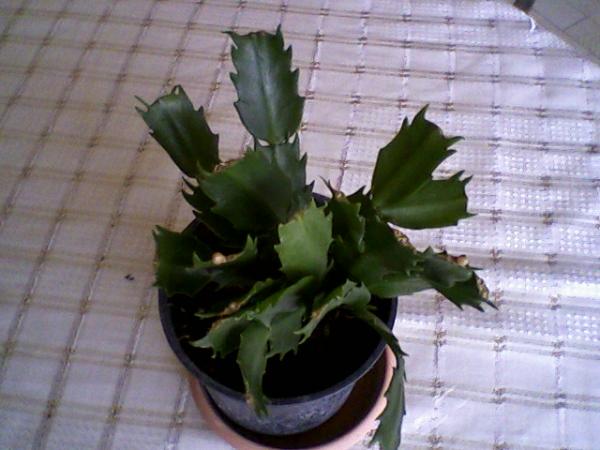 Yılbaşı Çiçeği (Schlumbergera) - Page 13 - agaclar.net