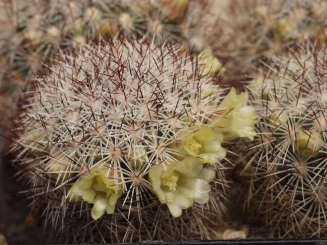 Name:  Mammillaria densispina.jpg
Views: 1071
Size:  60.5 KB