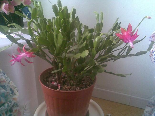 Yılbaşı Çiçeği (Schlumbergera) - Page 19 - agaclar.net