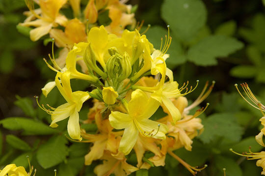 Name:  Rhododendron luteum.jpg
Views: 7963
Size:  39.7 KB