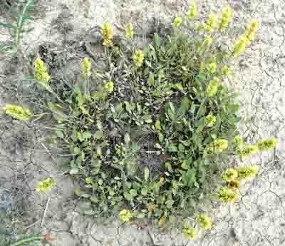 Name:  Salvia cryptantha.jpg
Views: 2784
Size:  69.3 KB