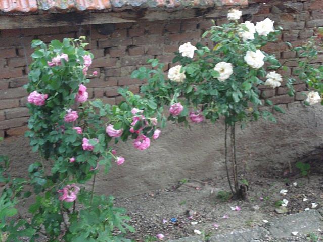 Name:  DSC06366.jpg
Views: 1603
Size:  62.8 KB