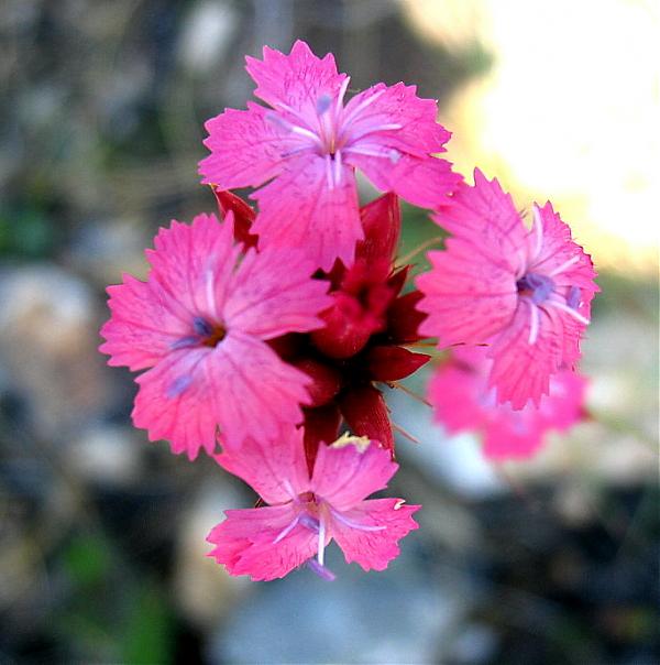 Name:  Dianthus calocephalus.jpg
Views: 7200
Size:  42.8 KB