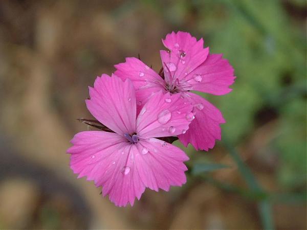 Name:  Dianthus calocephalus1.jpg
Views: 6323
Size:  24.4 KB