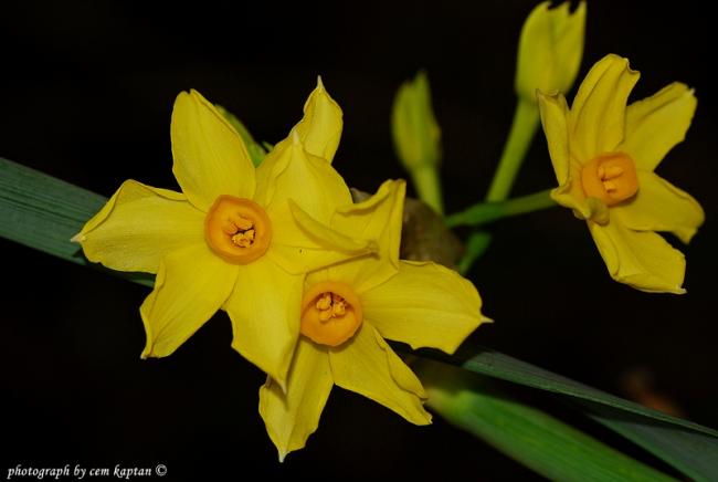 Name:  Narcissus_Assoanus-ist-Amaryllidaceae.jpg
Views: 718
Size:  25.3 KB