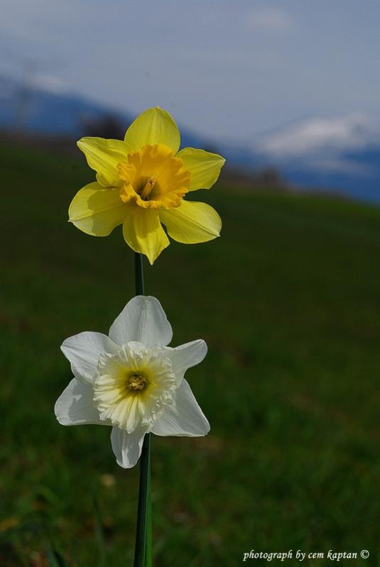 Name:  Narcissus_Pseudonarcissus-ist-Amaryllidaceae.jpg
Views: 497
Size:  29.3 KB