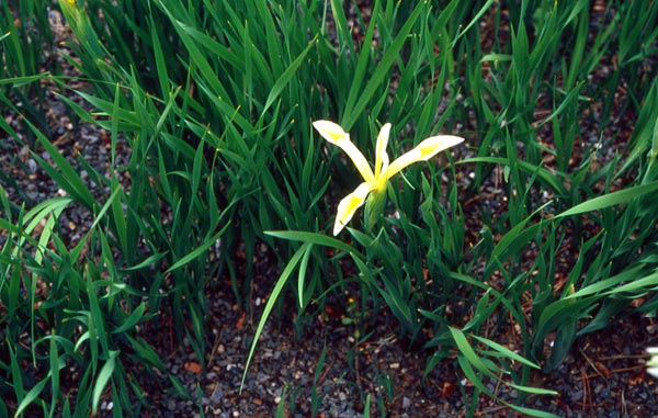 Name:  Iris-kerneriana.jpg
Views: 1833
Size:  64.4 KB