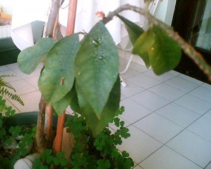 Name:  image2.jpg
Views: 3204
Size:  20.0 KB