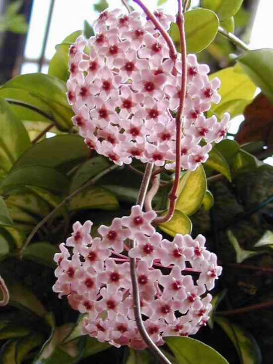 Name:  hoya.jpg
Views: 30306
Size:  37.3 KB