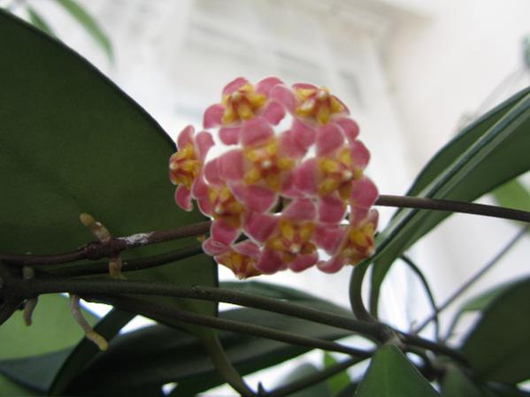 Name:  hoya 141.jpg
Views: 215
Size:  27.8 KB