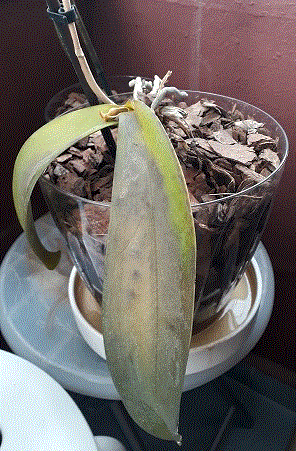 Name:  0001.gif
Views: 268
Size:  63.5 KB
