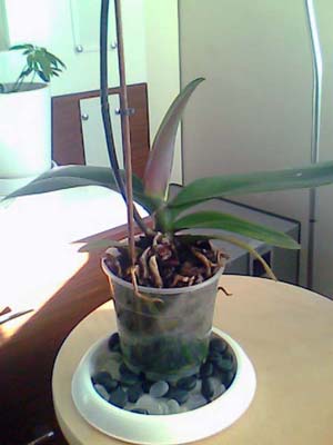 Name:  picture_00043-1.jpg
Views: 11438
Size:  34.4 KB
