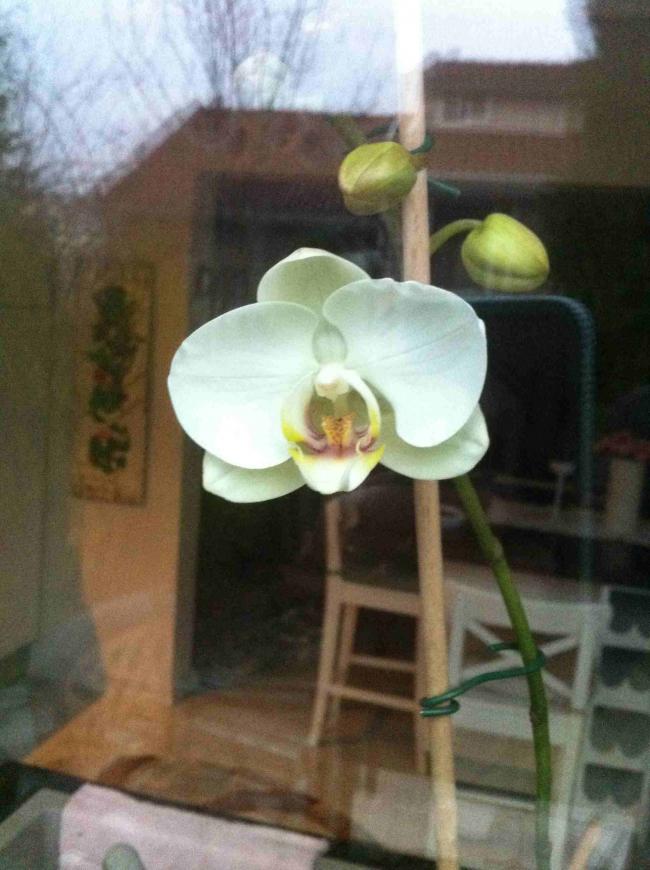 Name:  orkide.jpg
Views: 1136
Size:  66.6 KB