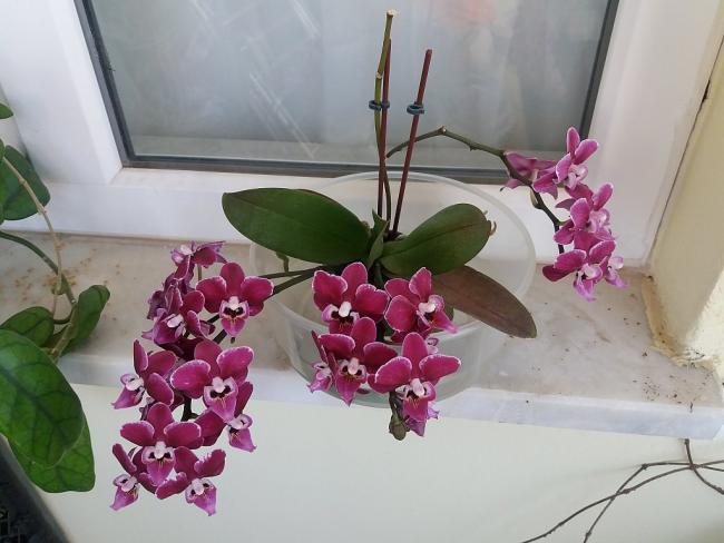 Name:  orkide.jpg
Views: 442
Size:  41.5 KB