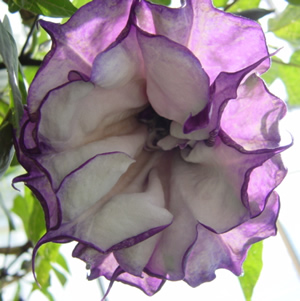 http://www.agaclar.net/forum/attachments/ortak-siparisler/68521d1237901610-double-purple-datura-devils-trumpet.jpg