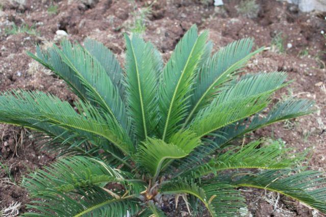 Sorunun cevabı Neden palmiye terliyor Sorunun cevabı Neden palmiye terliyor