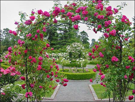 Name:  garden_roses.jpg
Views: 9492
Size:  51.7 KB