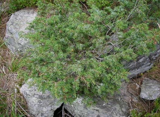 Name:  Juniperus communis subsp. nana b.jpg
Views: 6246
Size:  71.0 KB