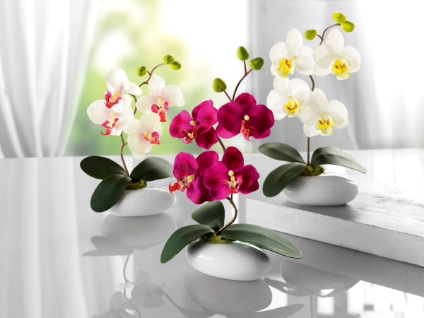 Name:  040814808-deko-orchidee-3er-set.jpeg
Views: 5415
Size:  39.3 KB