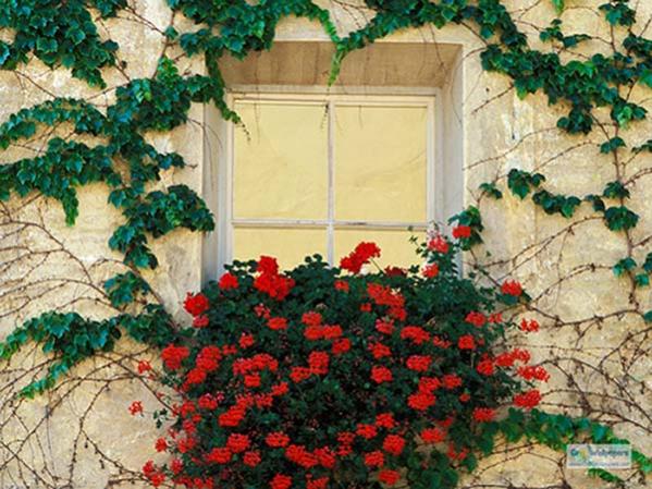 Name:  Vines and Flowers, Brixen, Italy.jpg
Views: 25954
Size:  66.0 KB
