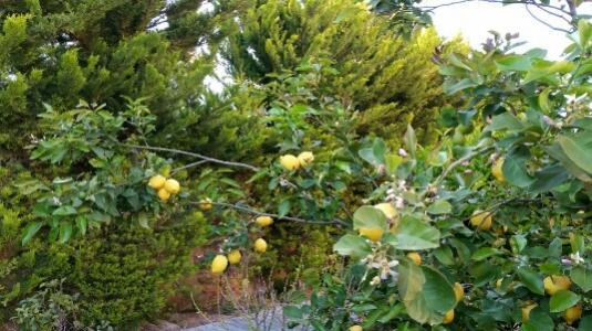 Name:  Lemon tree pruning ways.jpg
Views: 688
Size:  44.0 KB