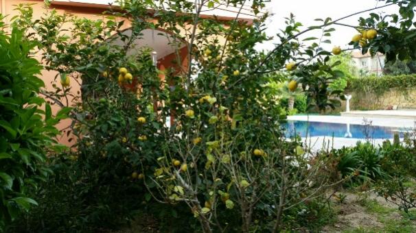 Name:  Lemon tree pruning.jpg
Views: 758
Size:  56.5 KB