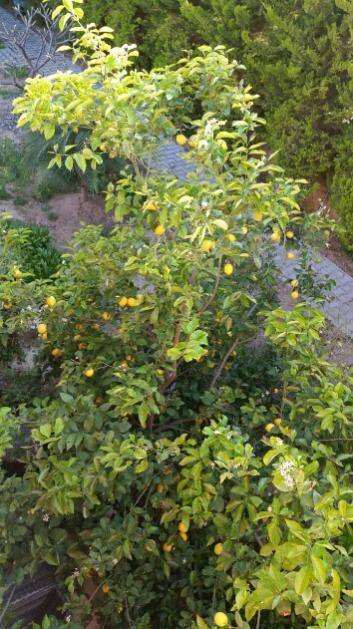 Name:  Citrus tree.jpg
Views: 753
Size:  59.2 KB