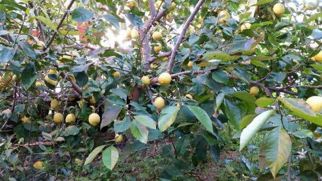 Name:  Citrus pruning.jpg
Views: 656
Size:  66.2 KB