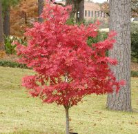 Name:  acer_palmatum.jpg
Views: 2049
Size:  12.2 KB