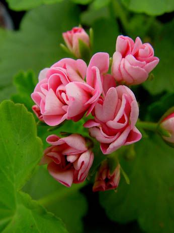Name:  Pelargonium 'Australian Pink Rosebud.jpg
Views: 13591
Size:  21.7 KB