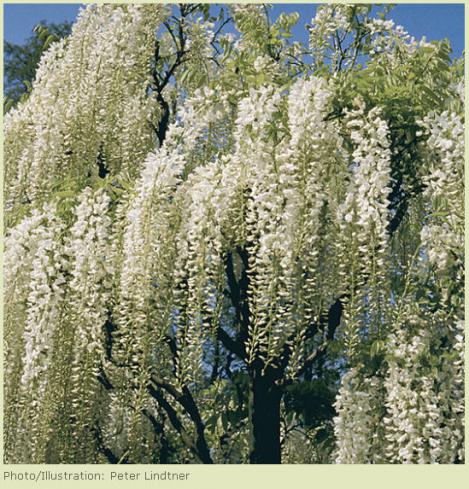 Name:  wisteria floribunda.jpg
Views: 4987
Size:  72.0 KB