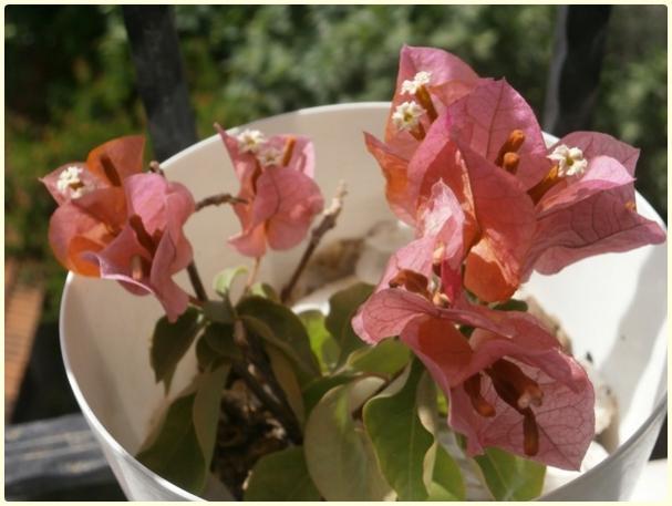 Name:  Turuncu-Pembe Begonvil (Bougainvillea sp.).jpg
Views: 1060
Size:  36.6 KB