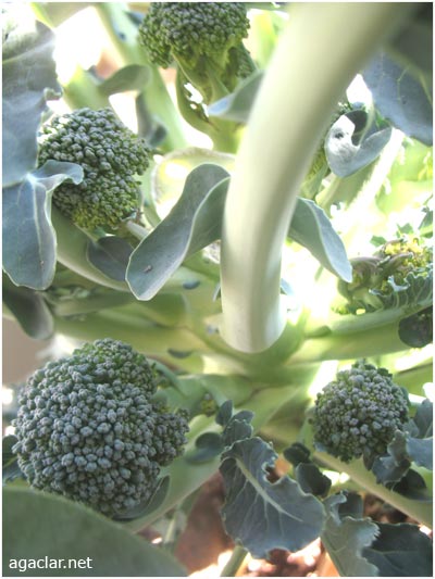 Name:  brokoli5.jpg
Views: 1897
Size:  42.7 KB