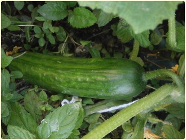 Name:  Salatalk, Hyar (Cucumis sativus) - meyve.jpg
Views: 1064
Size:  41.3 KB