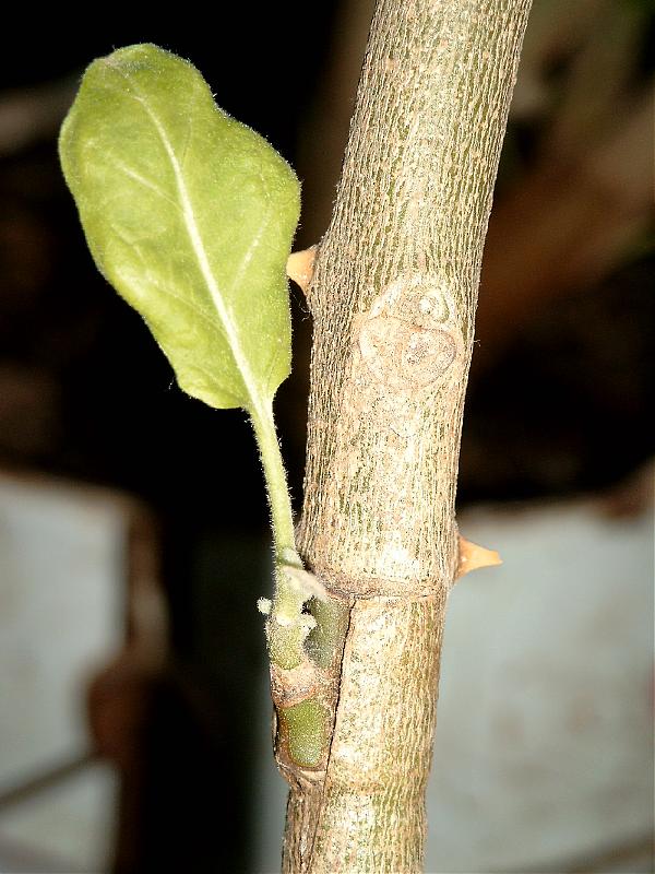 Name: SIMG1457.jpg
Views: 12793
Size: 78.0 KB