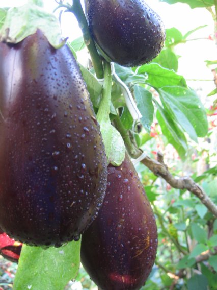 Name: patlicanlar 001.jpg
Views: 13721
Size: 52.5 KB