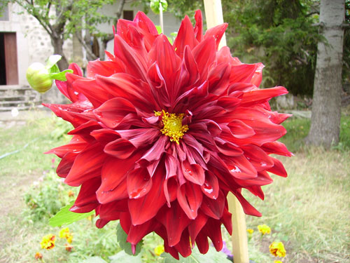 Name:  kırmızı-soğan-çiçeği.jpg
Views: 21410
Size:  65.2 KB