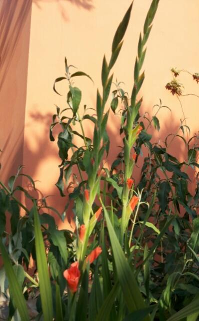 Name:  Gladiolus ready to bloo.jpg
Views: 1065
Size:  39.3 KB