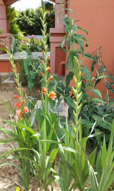 Name:  Gladiolus Peter Pears.jpg
Views: 1119
Size:  54.3 KB