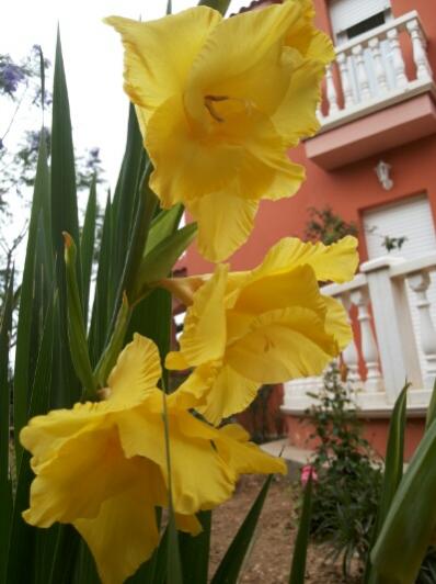 Name:  Zoom to gladiolus flowers.jpg
Views: 993
Size:  31.4 KB