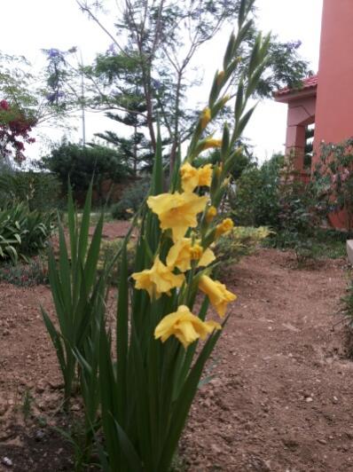 Name:  Yellow gladiolus.jpg
Views: 1017
Size:  44.5 KB