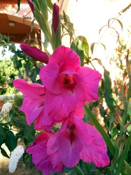 Name:  Pink gladioli.jpg
Views: 890
Size:  44.2 KB