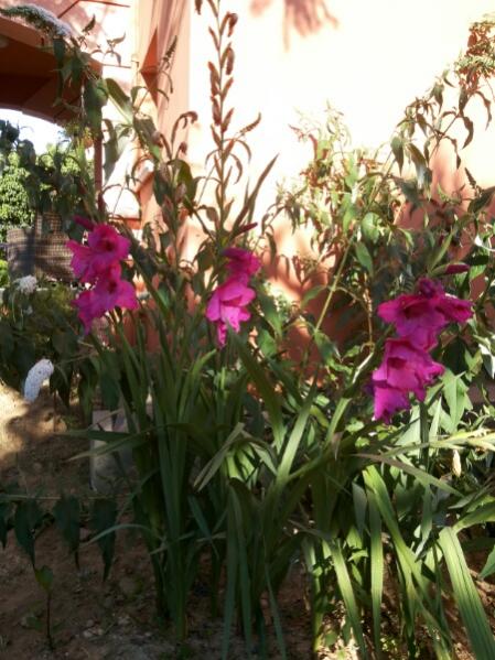 Name:  Gladioli pink.jpg
Views: 861
Size:  55.3 KB