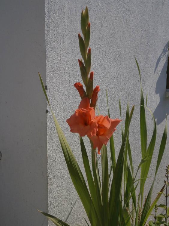 Name:  Gladiolus-Glayl 01.jpg
Views: 1151
Size:  68.6 KB