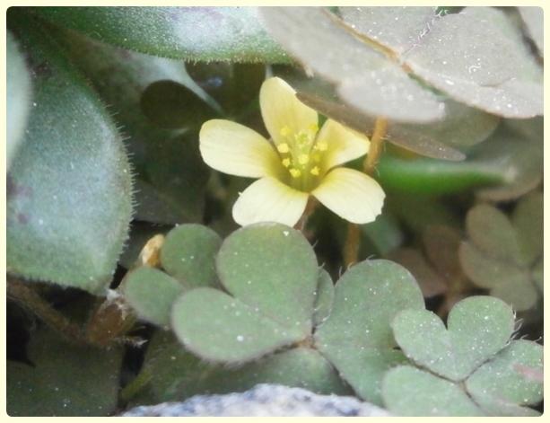 Name:  Oxalis corniculata - Boynuzlu Eki Trfl.jpg
Views: 3020
Size:  34.7 KB