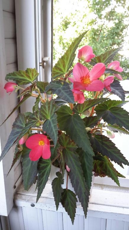 Name:  Begonia june.jpg
Views: 1363
Size:  58.7 KB